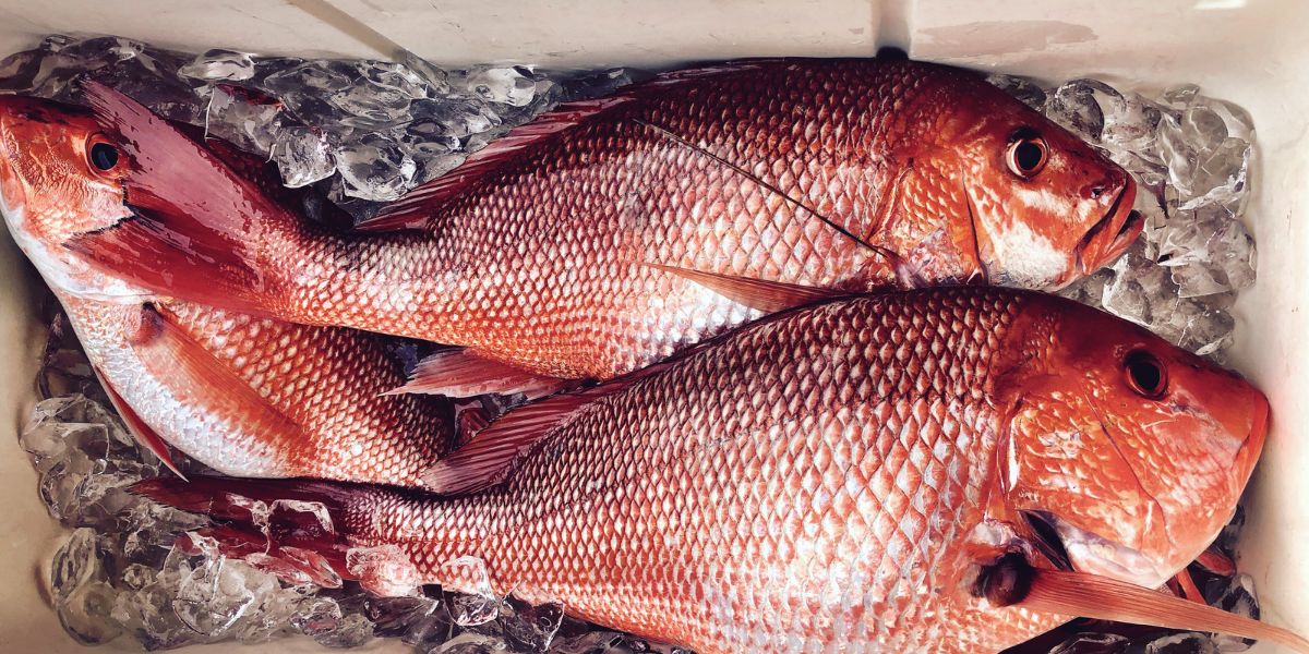 red snapper in ice chest 
