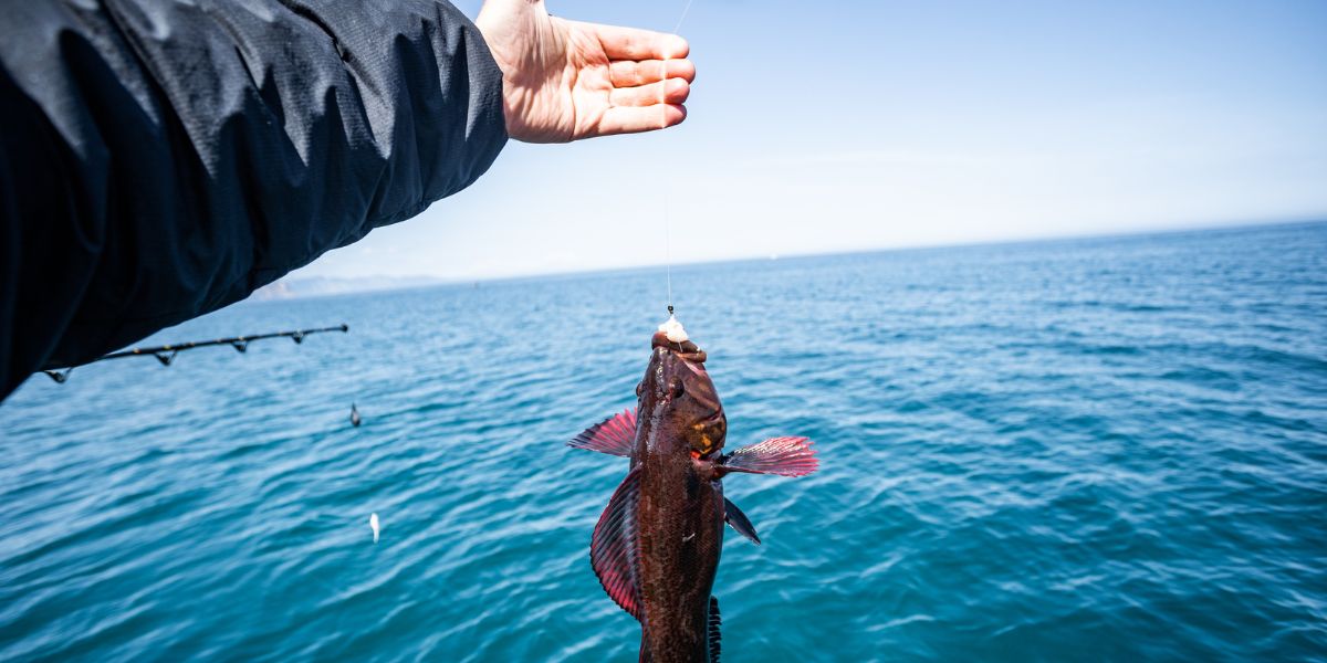 offshore angler catching a Red Snapper